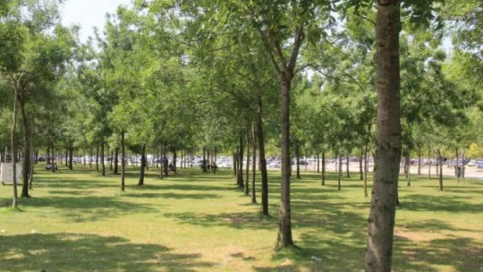 Hissedilen sıcaklığın 40 dereceyi aştığı Kocaeli'de sahiller boş kaldı