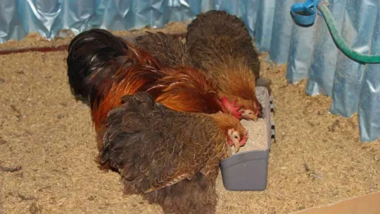 Hobi olarak başladığı ek işiydi, işsiz kalınca tek işi oldu