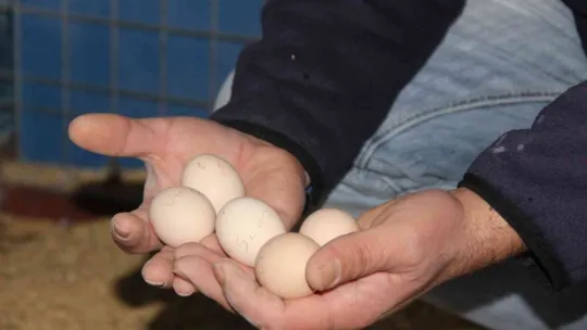 Hobi olarak başladığı ek işiydi, işsiz kalınca tek işi oldu