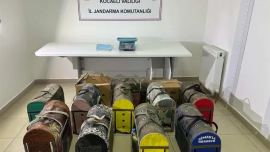 Horoz dövüşüne jandarma baskını