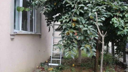 Hurma toplarken beton zemine düştü
