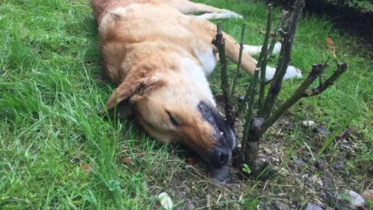 İğne ile öldürülen köpekler ekipleri harekete geçirdi