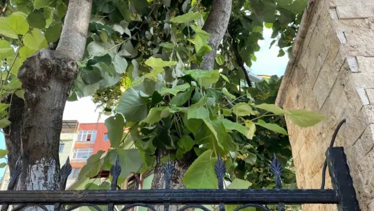 Ağaçtan düşerek demir korkuluklara saplandı