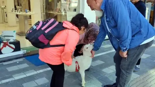 İki aylık kuzusu peşinden hiç ayrılmıyor
