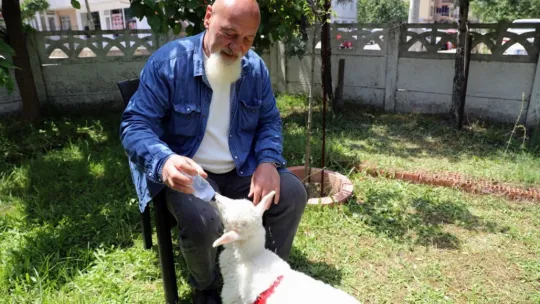 İki aylık kuzusu peşinden hiç ayrılmıyor