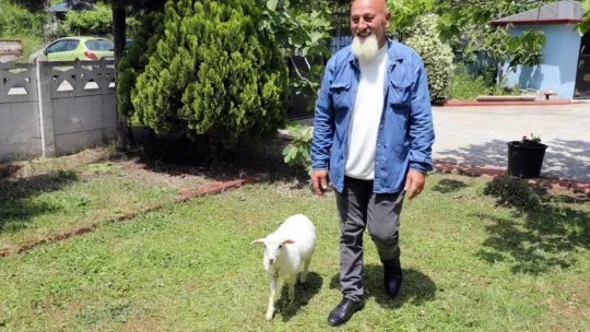 İki aylık kuzusu peşinden hiç ayrılmıyor