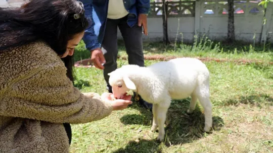 İki aylık kuzusu peşinden hiç ayrılmıyor