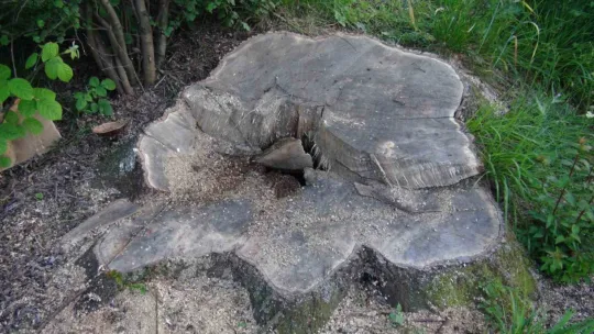 İlginç hırsızlık: 150 yıllık çınar ağaçlarını çaldılar