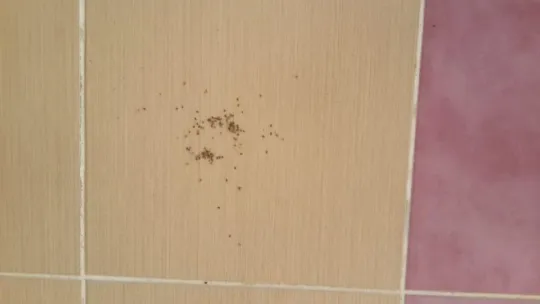 İstanbul sınırındaki 3 ilçe böceklerle mücadele ediyor