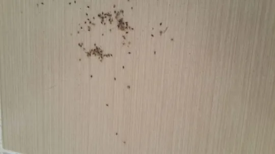 İstanbul sınırındaki 3 ilçe böceklerle mücadele ediyor