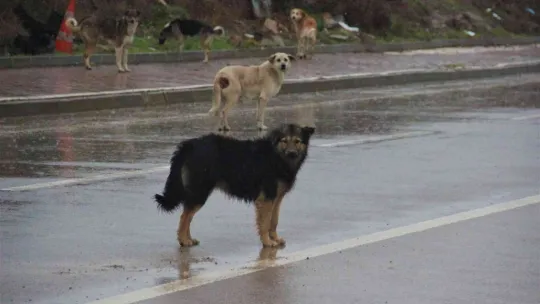 İstanbul'un köpekleri Kocaeli'de korku saçıyor