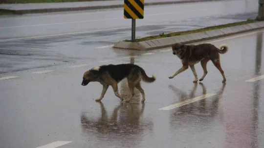 İstanbul'un köpekleri Kocaeli'de korku saçıyor
