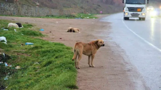 İstanbul'un köpekleri Kocaeli'de korku saçıyor