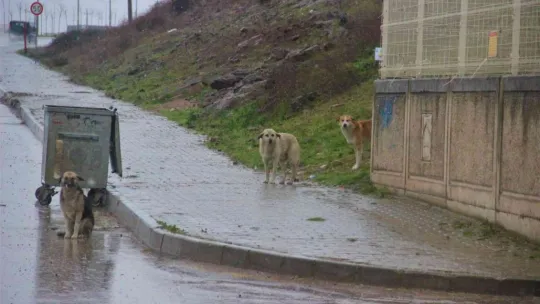 İstanbul'un köpekleri Kocaeli'de korku saçıyor