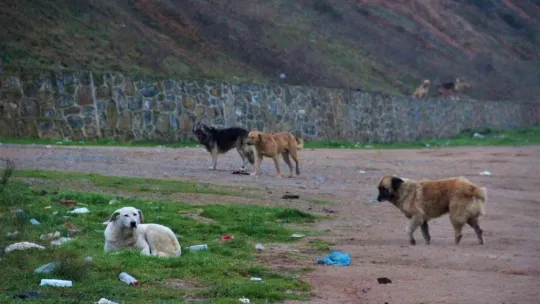İstanbul'un köpekleri Kocaeli'de korku saçıyor