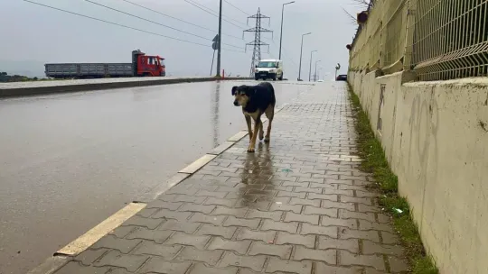 İstanbul'un köpekleri Kocaeli'de korku saçıyor
