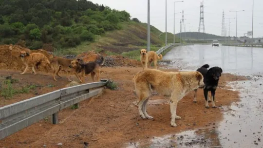 İstanbul'un köpekleri buraya bırakılıyor