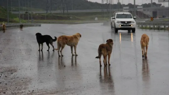 İstanbul'un köpekleri buraya bırakılıyor