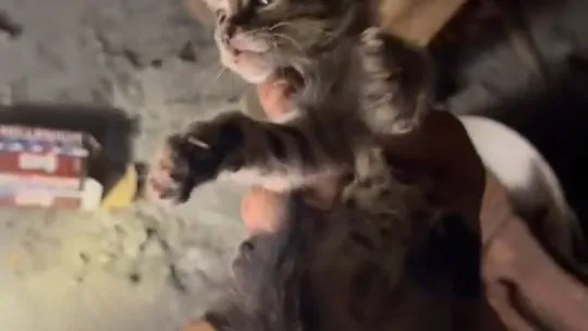 İtfaiye eri iple indi kediyi böyle kurtardı