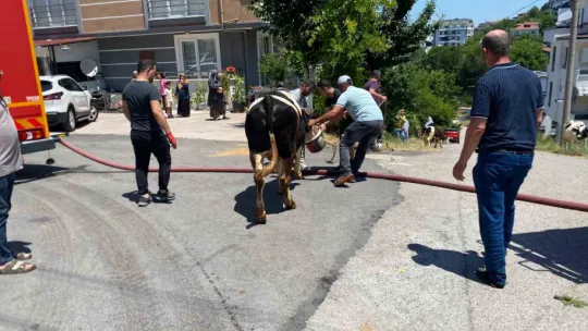 İzmarit önce otları, sonra ahırı yaktı