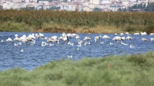 İzmit Körfezi göçmen kuşların uğrak noktası oldu