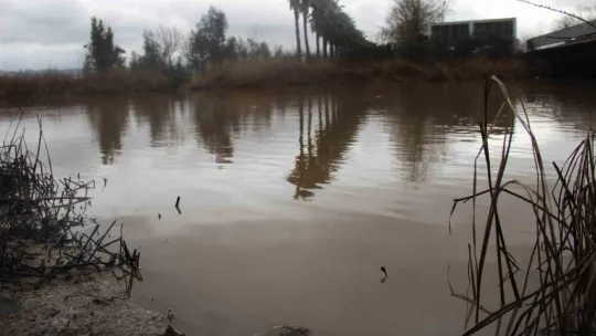 İzmit Körfezi kahverengiye büründü