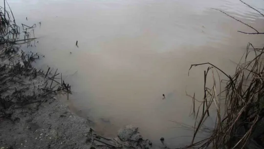 İzmit Körfezi kahverengiye büründü