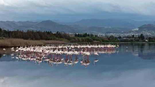 İzmit Körfezi'nde allı turna güzelliği