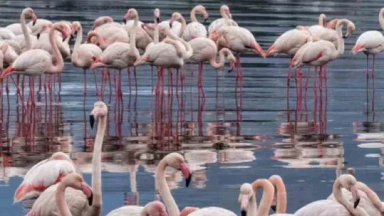 İzmit Körfezi'nde allı turna güzelliği