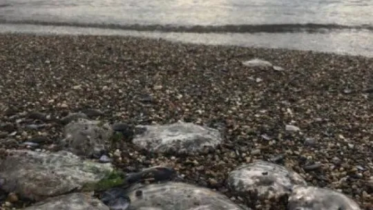 İzmit Körfezi'nde deniz anası istilası