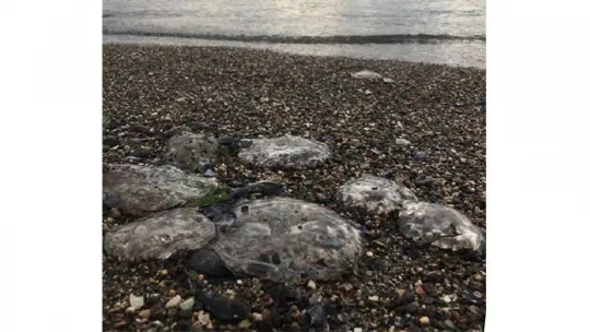 İzmit Körfezi'nde deniz anası istilası!