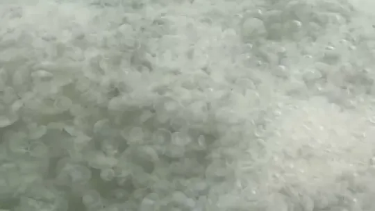 İzmit Körfezi'nde görünen denizanaları hakkında açıklama