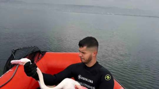 İzmit Körfezi'nde mahsur kalan yaralı flamingo kurtarıldı