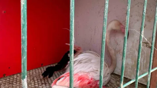 İzmit Körfezi'nde mahsur kalan yaralı flamingo kurtarıldı