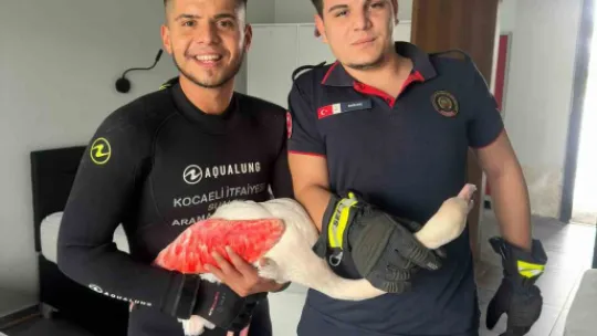 İzmit Körfezi'nde mahsur kalan yaralı flamingo kurtarıldı