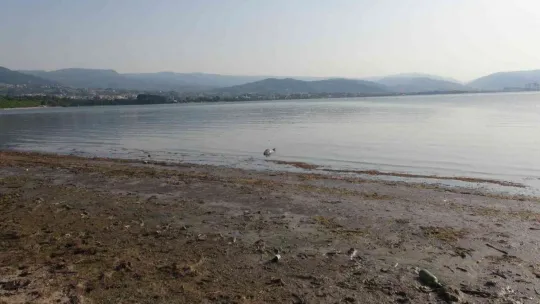 İzmit Körfezi'nde ölü yunus balığı kıyıya vurdu