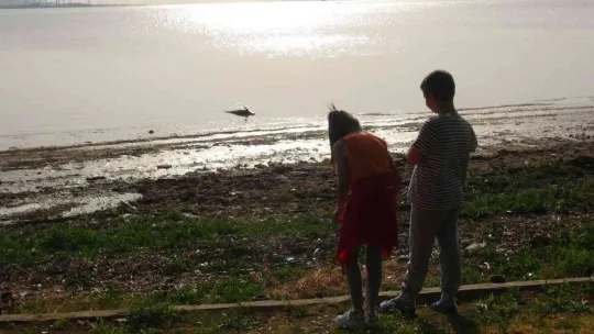 İzmit Körfezi'nde ölü yunus balığı kıyıya vurdu