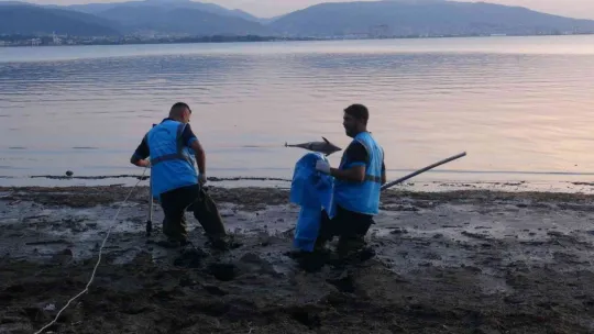 İzmit Körfezi'nde ölü yunus balığı kıyıya vurdu