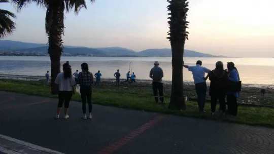 İzmit Körfezi'nde ölü yunus balığı kıyıya vurdu