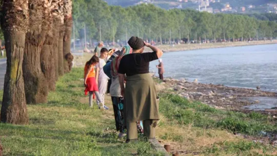 İzmit Körfezi'nde ölü yunus balığı kıyıya vurdu