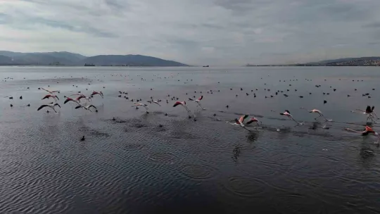 İzmit Körfezi'ne flamingo akını, sayıları katlandı