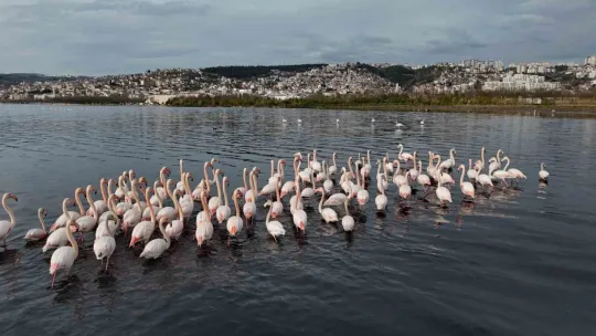 İzmit Körfezi'ne flamingo akını, sayıları katlandı