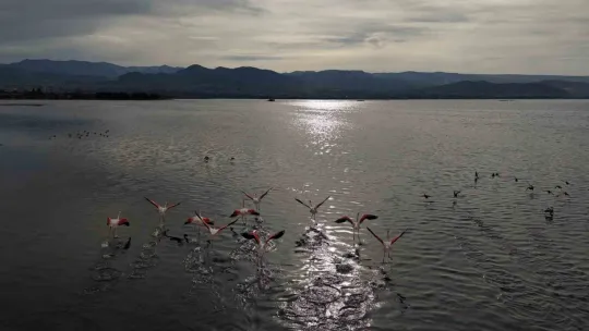 İzmit Körfezi'ne flamingo akını, sayıları katlandı