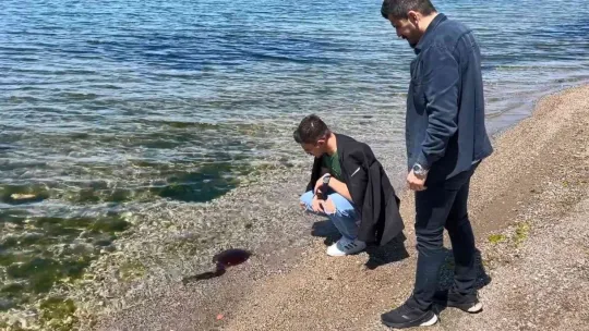 İzmit Körfezi'ni 'Pusula denizanaları' bastı