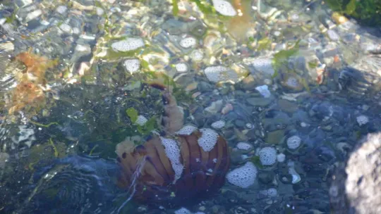 İzmit Körfezi'ni 'Pusula denizanaları' bastı