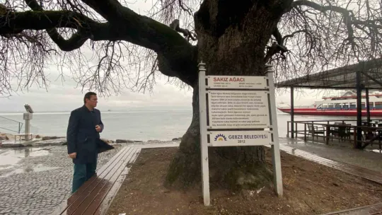 İzmit Körfezi'nin dibinde, 4 buçuk asırdır ayakta duruyor
