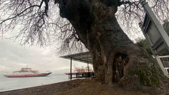 İzmit Körfezi'nin dibinde, 4 buçuk asırdır ayakta duruyor
