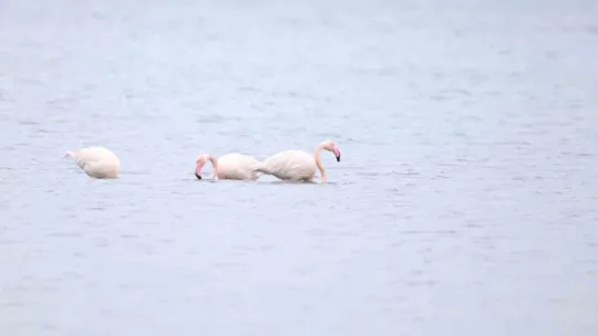 İzmit Körfezi'nin zarif misafirleri şenlikte görüntülendi