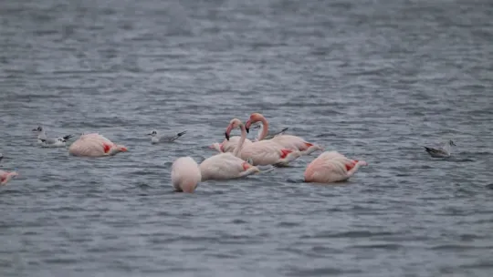 İzmit Körfezi'nin zarif misafirleri şenlikte görüntülendi