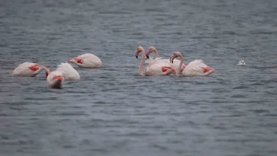 İzmit Körfezi'nin zarif misafirleri şenlikte görüntülendi